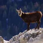 Pirineus Apartamento *