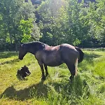 Pirineus Apartamento *