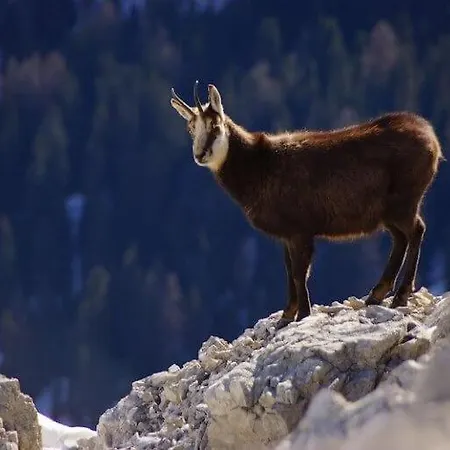 Pirineus Lejlighed *